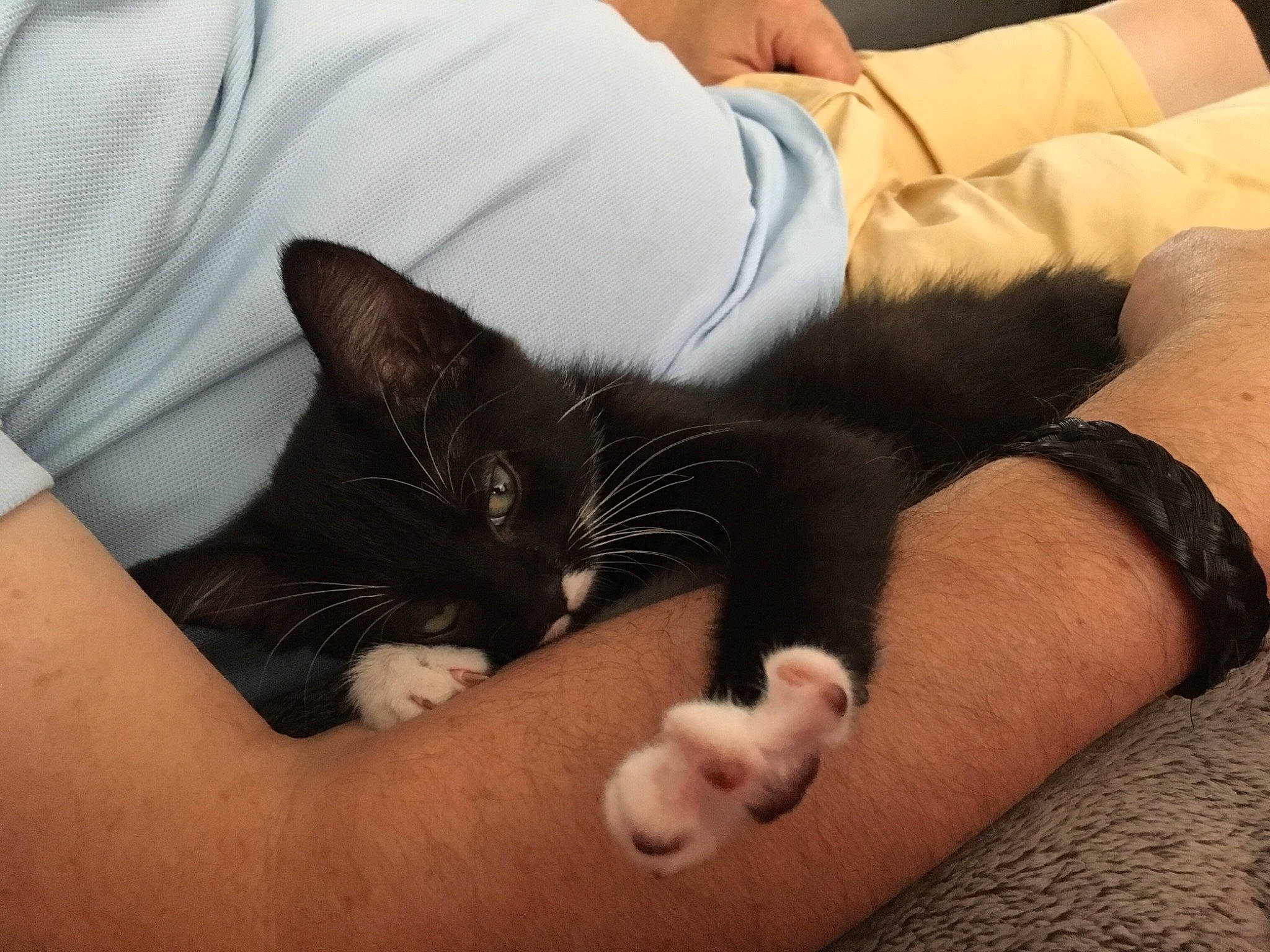 Ruby a rejoint le concours — aidez-le/la à gagner de superbes lots ! arm, asian, black_cat, carnivore, cat, claw, comfort, domestic_short_haired_cat, felidae, finger, foot, fur, hand, leg, nap, paw, polydactyl_cat, small_to_medium_sized_cats, snout, whiskers