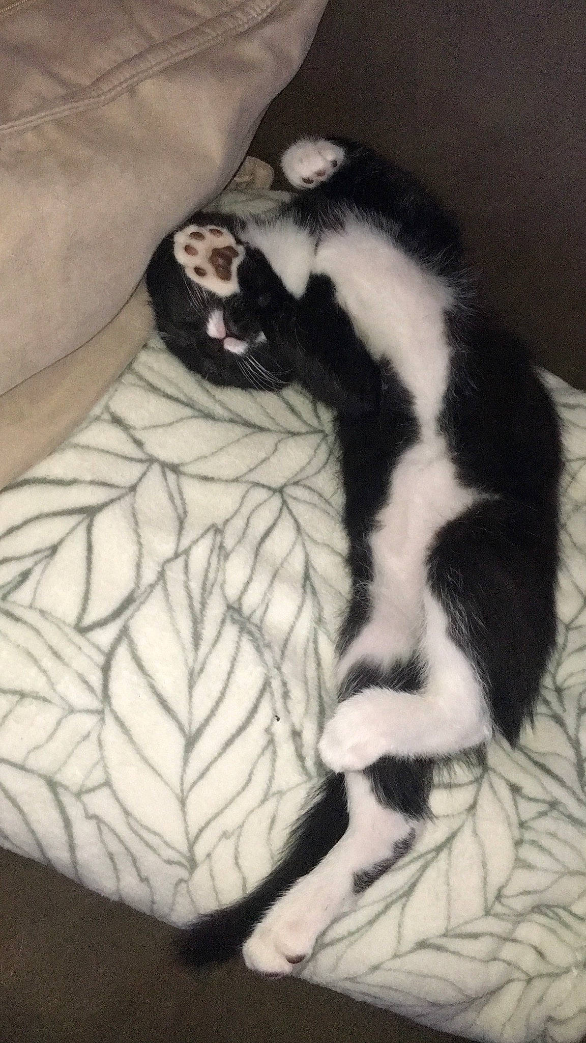 Ruby participe au concours pour gagner de l'argent avec cette photo : canidae, carnivore, cat, felidae, fur, nap, paw, sleep, small_to_medium_sized_cats, tail, whiskers