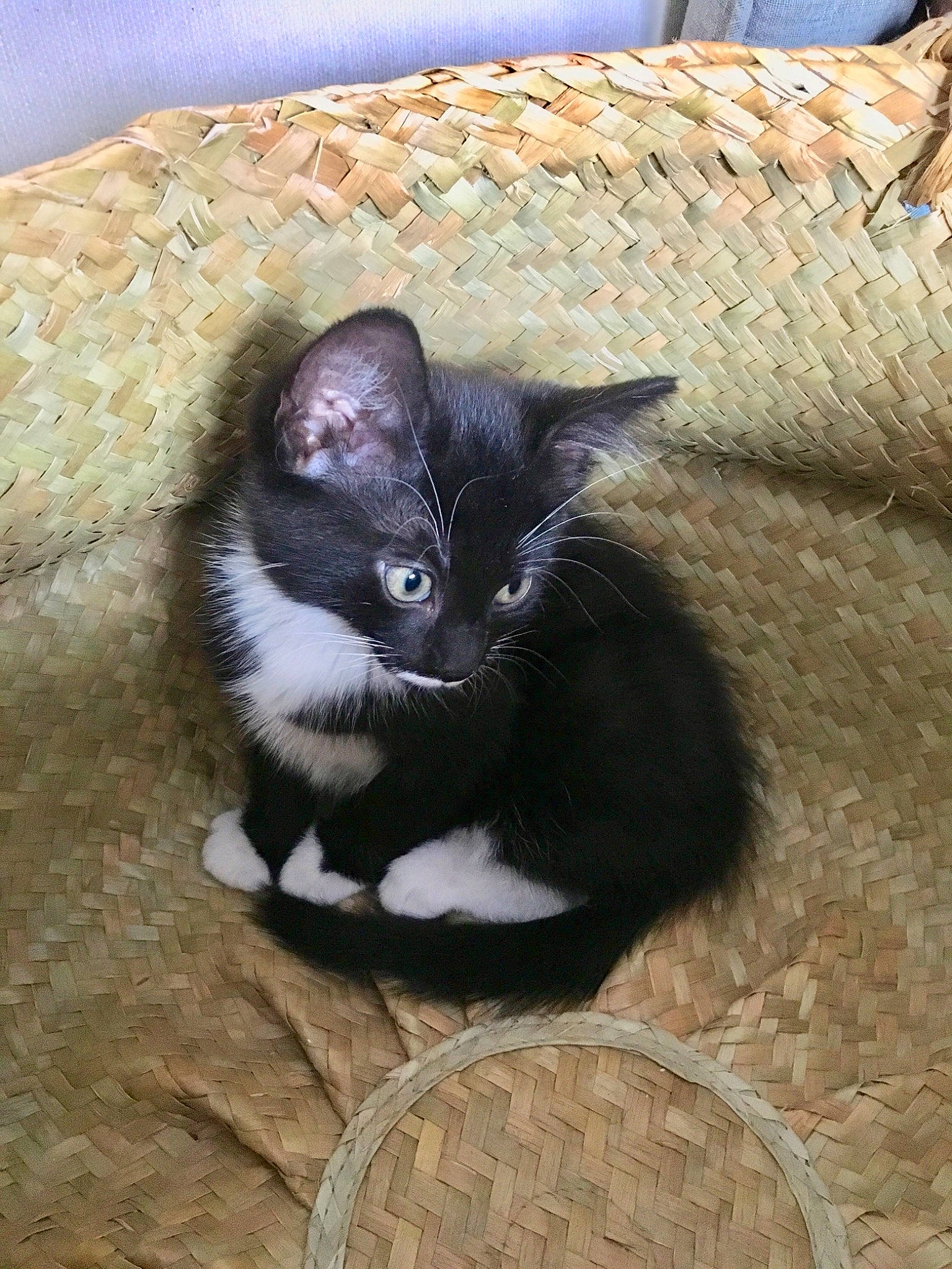 Ruby a rejoint le concours — aidez-le/la à gagner de superbes lots ! black_cat, carnivore, cat, domestic_short_haired_cat, european_shorthair, felidae, fur, kitten, mammal, small_to_medium_sized_cats, tail, whiskers