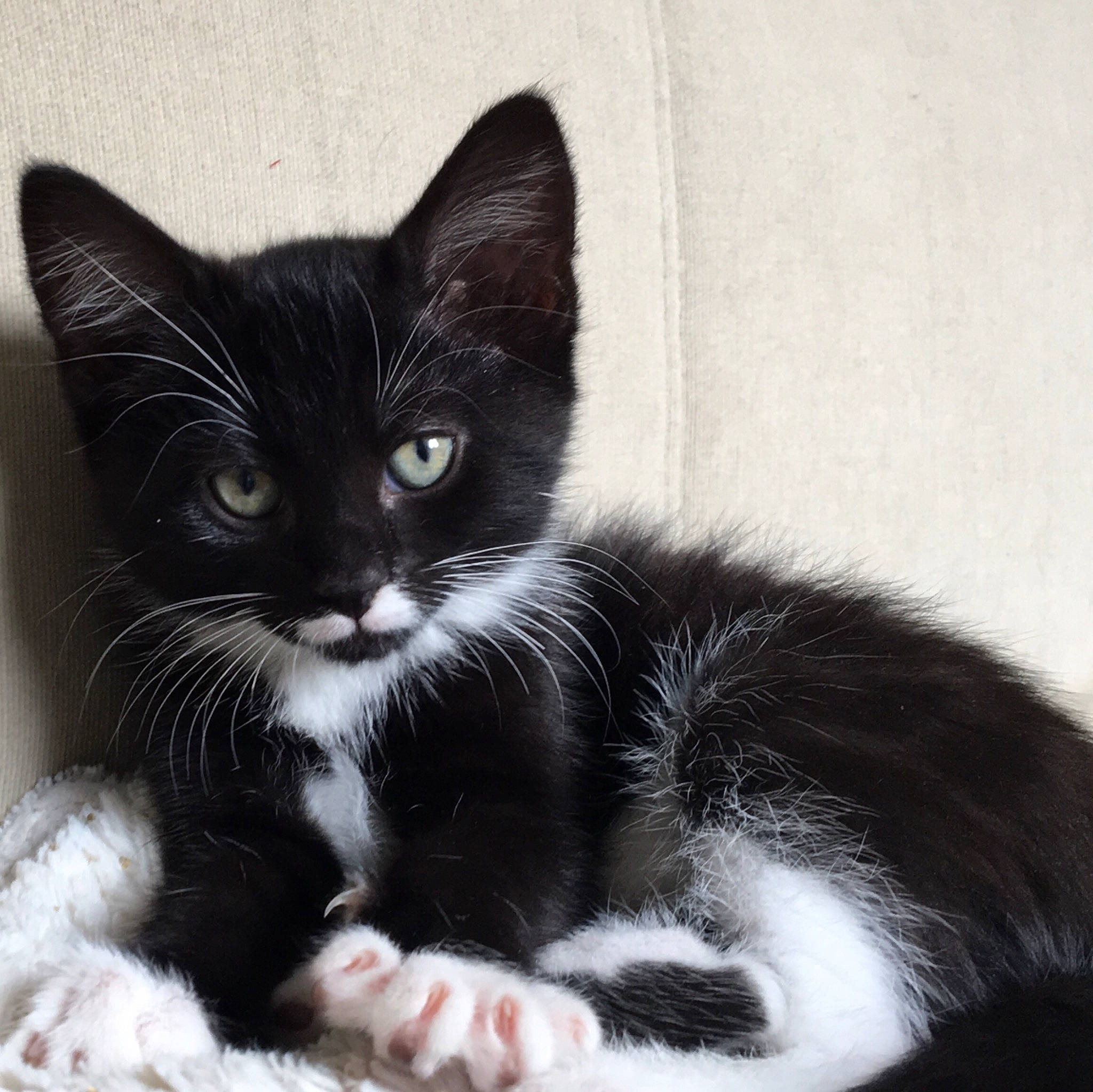 Ruby a rejoint le concours — aidez-le/la à gagner de superbes lots ! american_shorthair, american_wirehair, asian, black_and_white, black_cat, carnivore, cat, claw, domestic_short_haired_cat, european_shorthair, felidae, fur, kitten, mammal, norwegian_forest_cat, paw, polydactyl_cat, small_to_medium_sized_cats, vertebrate, whiskers