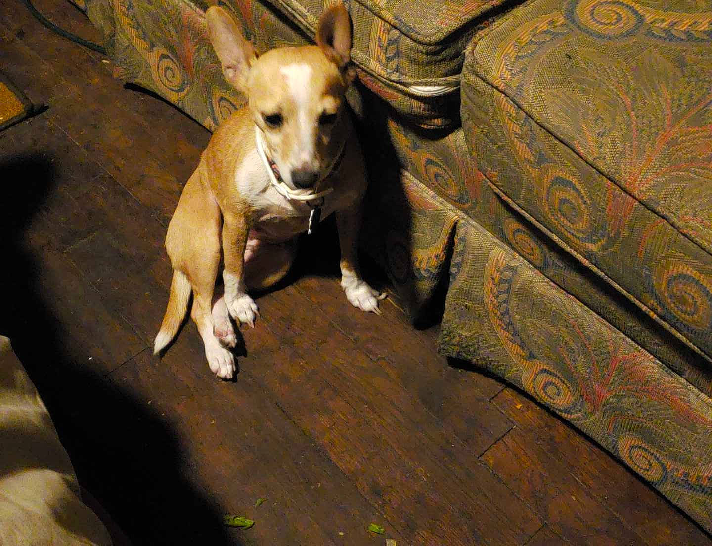 Cc joined the competition — help win amazing prizes! canidae, carnivore, dog, dog_breed, fawn, mammal, non_sporting_group, snout, sporting_group, vertebrate