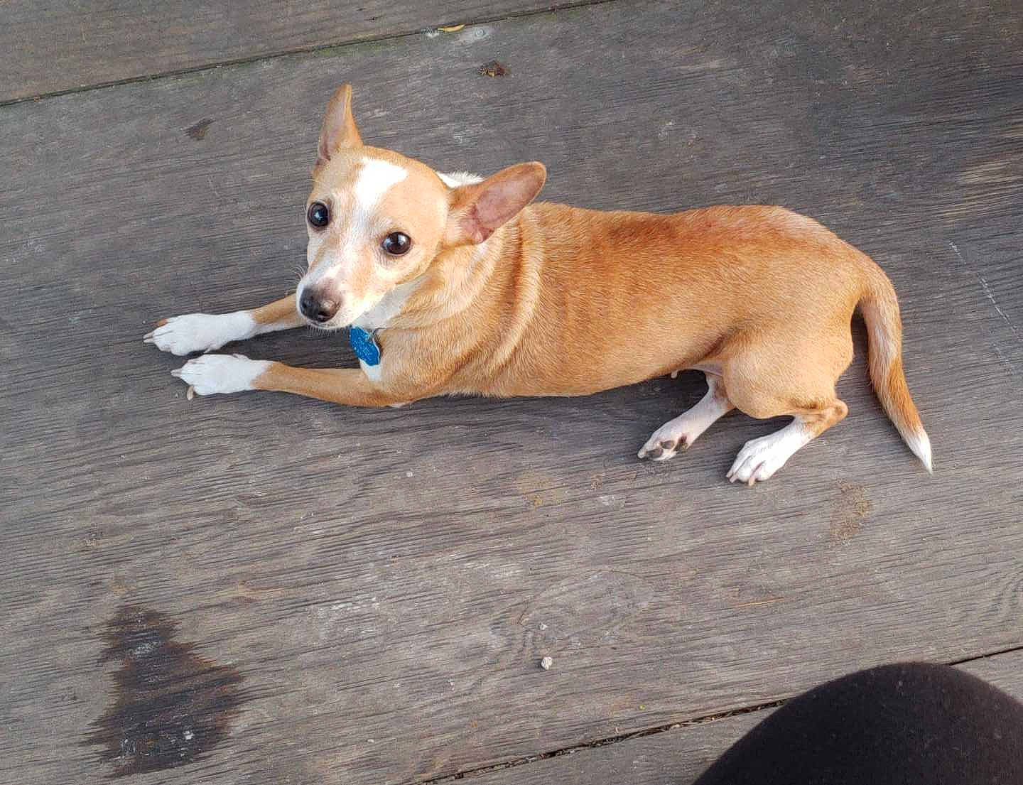 Cc is registered to the contest to win money with this photo: aspin, canidae, carnivore, carolina_dog, companion_dog, corgi_chihuahua, dog, dog_breed, fawn, feist, mammal, pariah_dog, pembroke_welsh_corgi, potcake_dog, puppy, snout, sporting_group, street_dog, tail, vertebrate