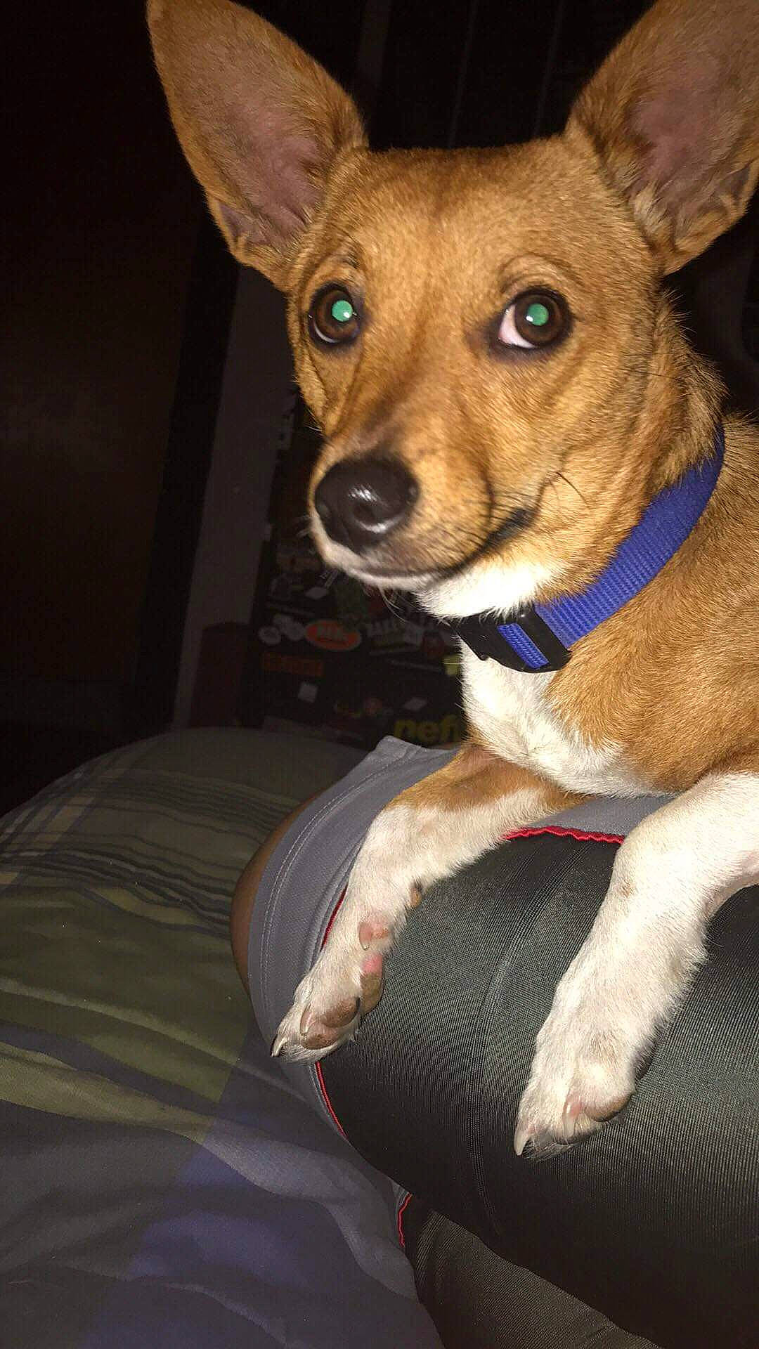 'fatty' is registered to the contest to win money with this photo: basenji, canidae, carnivore, companion_dog, corgi_chihuahua, dog, dog_breed, fawn, feist, mammal, miniature_fox_terrier, potcake_dog, rare_breed_dog, rat_terrier, snout, teddy_roosevelt_terrier, tenterfield_terrier, toy_fox_terrier, vertebrate, whiskers