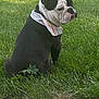dog, bulldog, grass, bandana, outdoor, sidewalk, pet, animal, sitting, greenery, portrait, cute, looking_back, daylight, nature, fur, black_and_white, expression, canine, wrinkles
