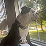 Sir Charles is registered to the contest to win money with this photo: boston_terrier, dog, pet, window, windowsill, collar, indoor, sunlight, daylight, looking_out, black_and_white, canine, domestic_animal, animal, side_view, curious, calm, resting, house, nature_outside