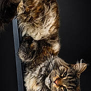 Utopia a rejoint le concours — aidez-le/la à gagner de superbes lots ! cats, two_cats, long_hair, tabby, fluffy, feline, animal, pet, portrait, studio_lighting, dark_background, upside_down, chair, fur, whiskers, green_eyes, looking_at_camera, dramatic, funny, indoor