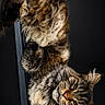 cats, two_cats, long_hair, tabby, fluffy, feline, animal, pet, portrait, studio_lighting, dark_background, upside_down, chair, fur, whiskers, green_eyes, looking_at_camera, dramatic, funny, indoor