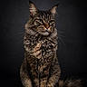 Utopia participe au concours pour gagner de l'argent avec cette photo : cat, tabby_cat, long_hair, maine_coon, pet, animal, portrait, studio, sitting, upright, fluffy, whiskers, green_eyes, pointed_ears, striped_fur, tail, dark_background, closeup, domestic_animal, photography