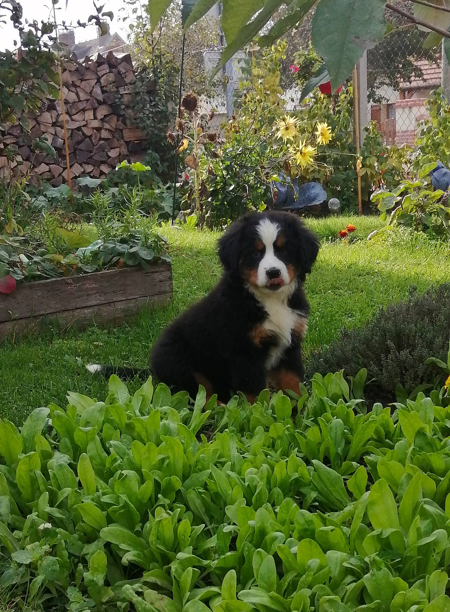 Shanel participe au concours pour gagner de l'argent avec cette photo : annual_plant, botany, carnivore, companion_dog, dog, dog_breed, flower, garden, grass, groundcover, hedge, landscaping, leaf, leaf_vegetable, plant, shrub, sporting_group, terrestrial_plant, window, working_animal