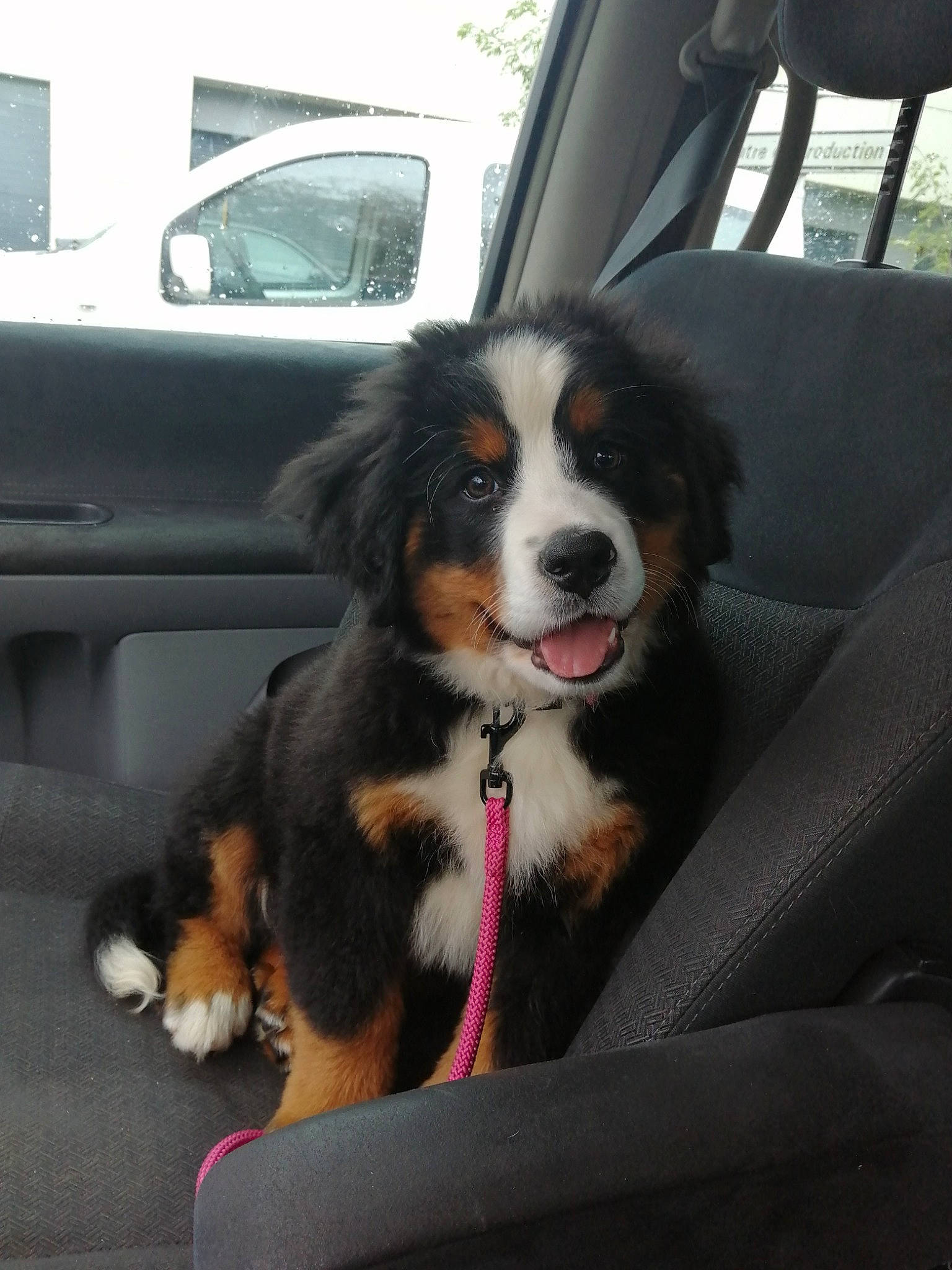 Shanel participe au concours pour gagner de l'argent avec cette photo : auto_part, automotive_design, automotive_exterior, automotive_mirror, automotive_tire, car, car_seat, carnivore, collar, companion_dog, dog, dog_breed, door, motor_vehicle, snout, sporting_group, vehicle, vehicle_door, wheel, working_animal