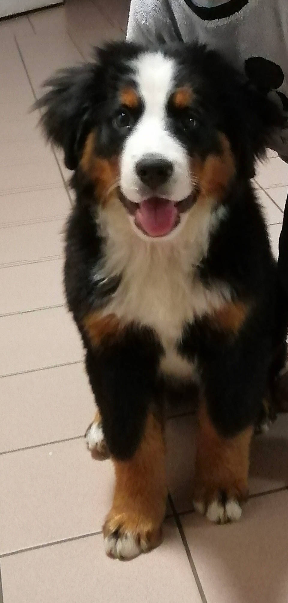 Shanel a rejoint le concours — aidez-le/la à gagner de superbes lots ! ancient_dog_breeds, bernese_mountain_dog, carnivore, companion_dog, dog, dog_breed, fur, giant_dog_breed, herding_dog, snout, sporting_group, terrestrial_animal, water, whiskers, working_dog