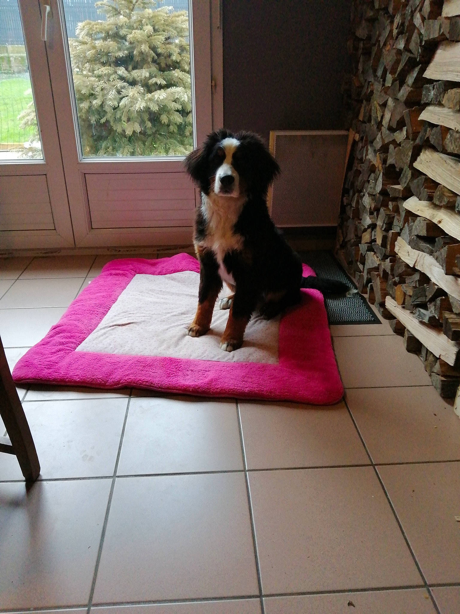 Shanel participe au concours pour gagner de l'argent avec cette photo : canidae, carnivore, comfort, companion_dog, dog, dog_breed, dog_supply, fawn, floor, flooring, hardwood, magenta, pet_supply, purple, rectangle, shelf, sporting_group, tail, window, wood