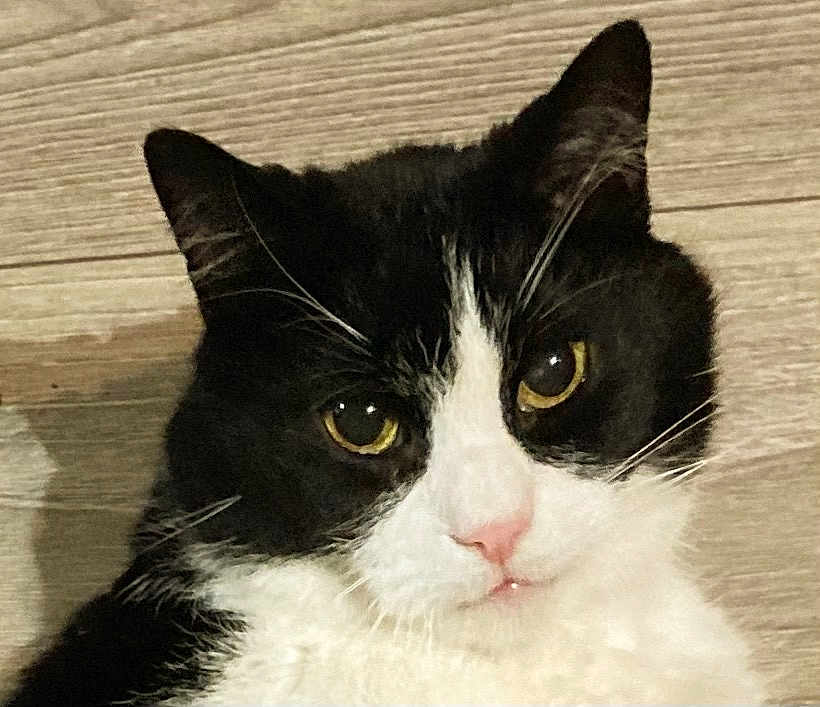 Felix participe au concours pour gagner de l'argent avec cette photo : cat, black_and_white, close_up, pet, animal, feline, yellow_eyes, whiskers, nose, ears, fur, indoor, portrait, looking_at_camera, cute, domestic_animal, wood_background, face, mammal, calm