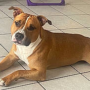 Odin a rejoint le concours — aidez-le/la à gagner de superbes lots ! dog, brown, white, indoors, tile_floor, pet, animal, lying_down, canine, ears, paw, muzzle, looking, resting, domestic, companion, floor, fur, home, relaxed