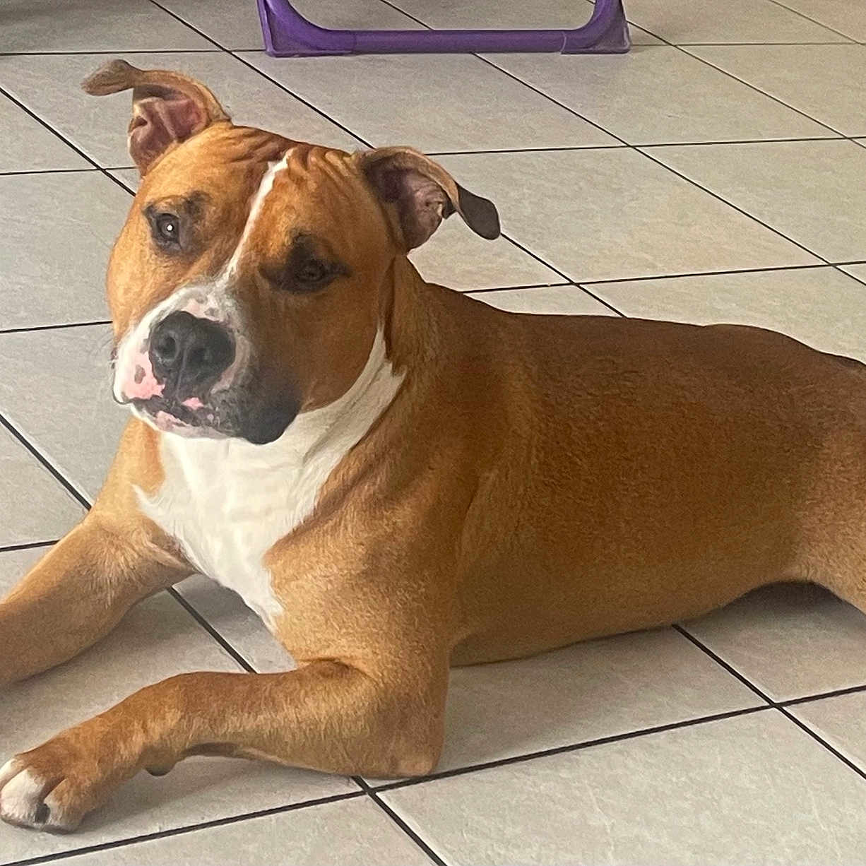 Odin a rejoint le concours — aidez-le/la à gagner de superbes lots ! animal, brown, canine, companion, dog, domestic, ears, floor, fur, home, indoors, looking, lying_down, muzzle, paw, pet, relaxed, resting, tile_floor, white