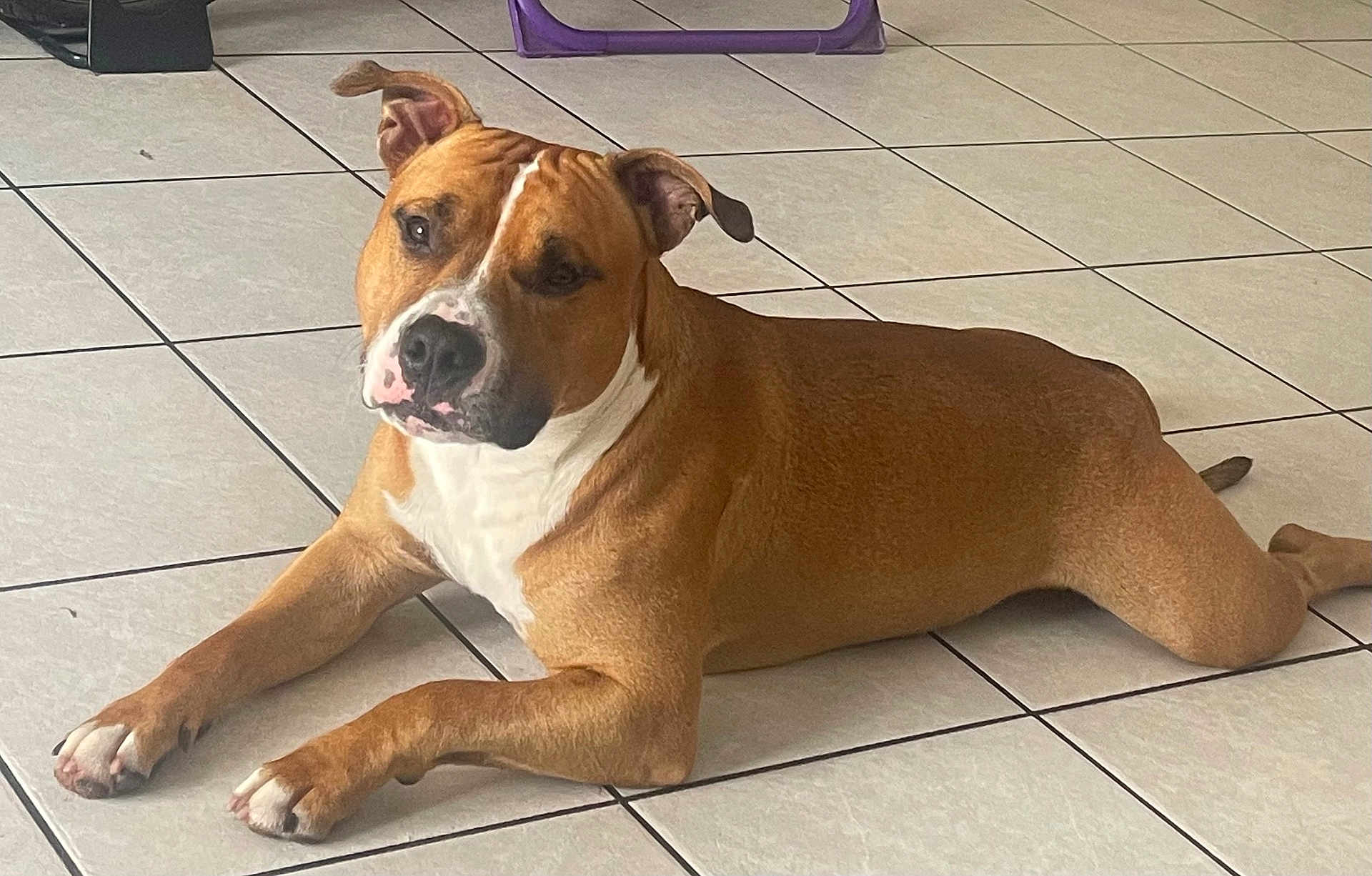 Odin a rejoint le concours — aidez-le/la à gagner de superbes lots ! dog, brown, white, indoors, tile_floor, pet, animal, lying_down, canine, ears, paw, muzzle, looking, resting, domestic, companion, floor, fur, home, relaxed