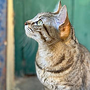 Hera participe au concours pour gagner de l'argent avec cette photo : cat, tabby, feline, close_up, profile, whiskers, ears, fur, green_background, outdoor, curious, animal, pet, mammal, looking, side_view, domestic_cat, striped, soft_light, portrait