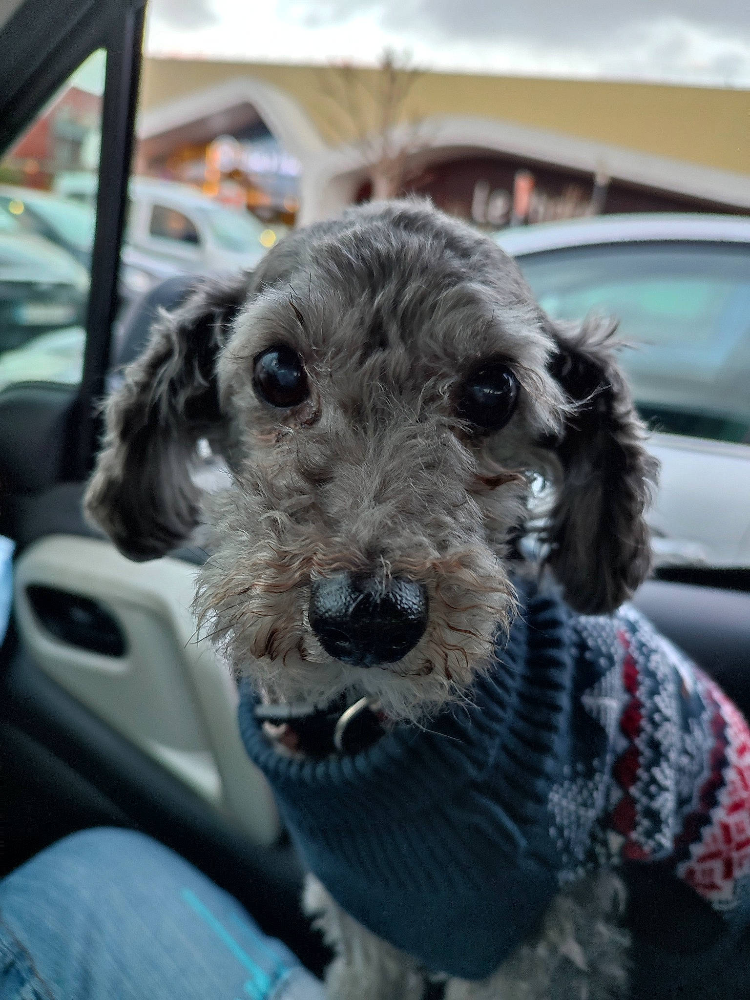 Kenya a rejoint le concours — aidez-le/la à gagner de superbes lots ! auto_part, automotive_tire, car, carnivore, collar, companion_dog, dog, dog_breed, dog_collar, family_car, fur, leash, motor_vehicle, snout, terrier, toy_dog, vehicle, vehicle_door, windshield, working_animal