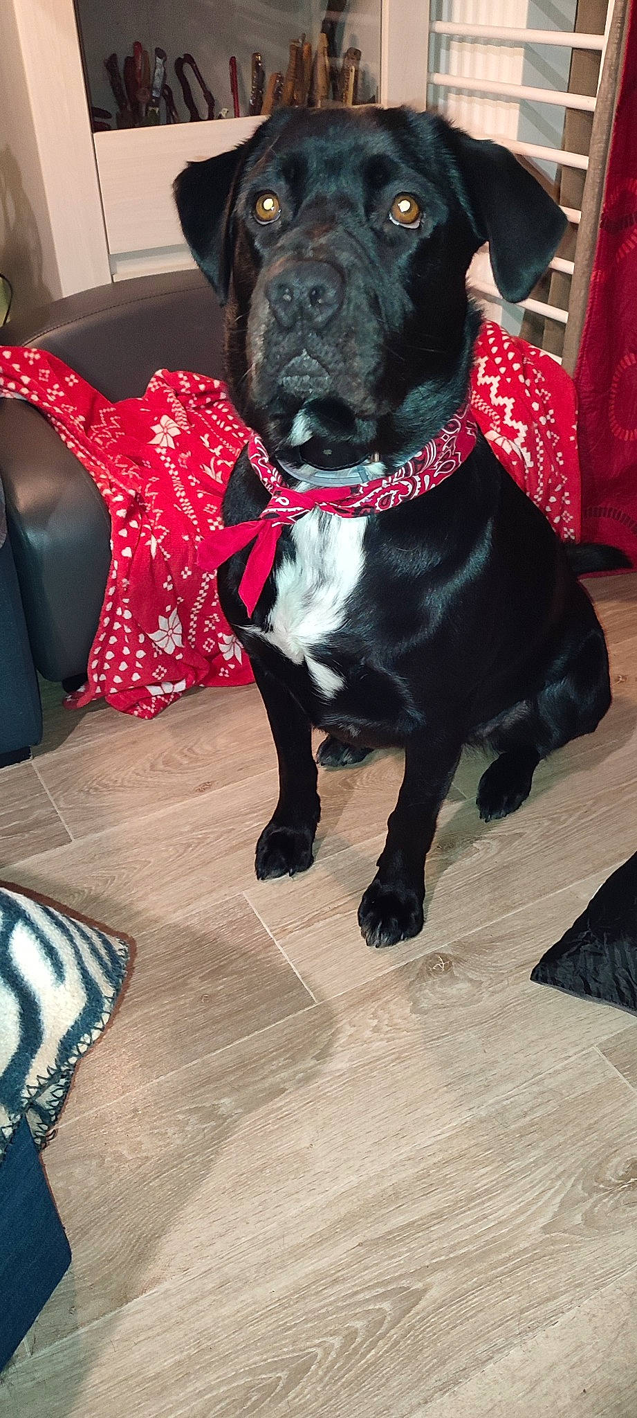 Roxane a rejoint le concours — aidez-le/la à gagner de superbes lots ! borador, canidae, carmine, carnivore, collar, comfort, companion_dog, dog, dog_breed, dog_collar, dog_supply, fawn, fur, pet_supply, snout, sporting_group, tail, toy_dog, whiskers, working_animal