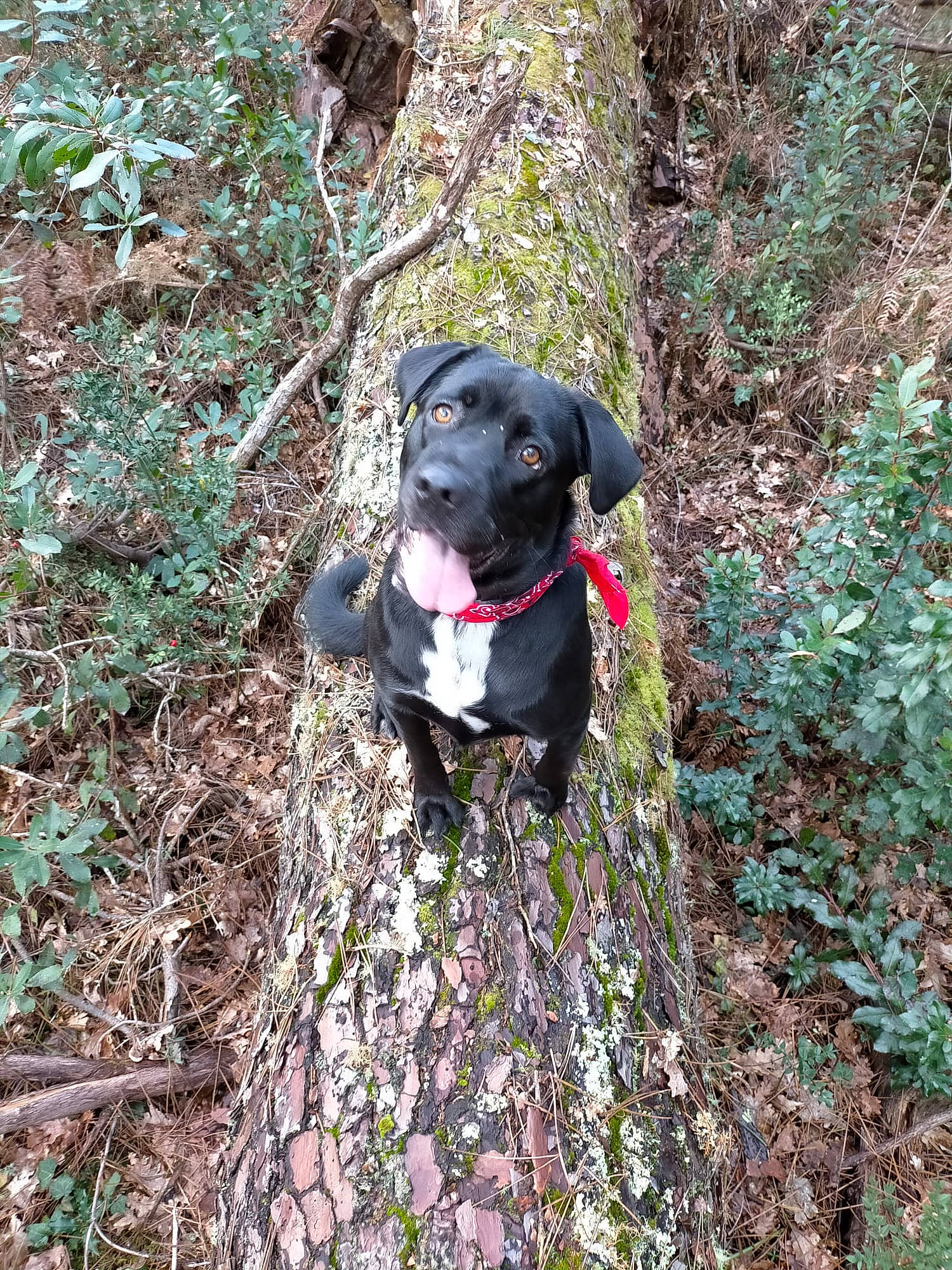 Roxane a rejoint le concours — aidez-le/la à gagner de superbes lots ! adventure, borador, canidae, carnivore, collar, companion_dog, dog, dog_breed, dog_collar, dog_hiking, grass, groundcover, guard_dog, gun_dog, hunting_dog, plant, shrub, soil, sporting_group, working_animal