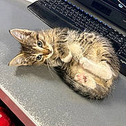 Peanut joined the competition — help win amazing prizes! animal, belly_up, cat, computer, cute, desk, fluffy, green_eyes, home_office, indoor, keyboard, kitten, lying_down, paws, pet, playful, portrait, striped_fur, tabby, whiskers