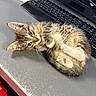 animal, belly_up, cat, computer, cute, desk, fluffy, green_eyes, home_office, indoor, keyboard, kitten, lying_down, paws, pet, playful, portrait, striped_fur, tabby, whiskers