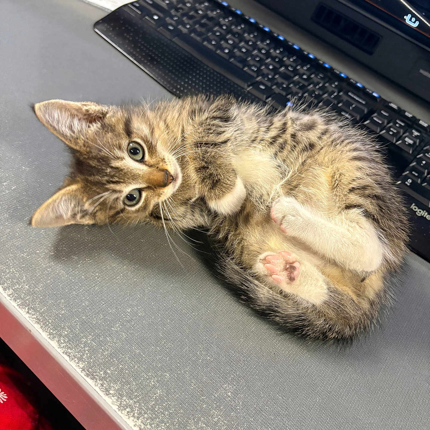 Peanut