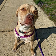 Ruthy joined the competition — help win amazing prizes! dog, canine, pet, animal, sitting, sidewalk, harness, leash, outdoor, sunlight, purple, grass, flowers, curious, portrait, closeup, ears, paws, brown, friendly