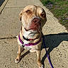 dog, canine, pet, animal, sitting, sidewalk, harness, leash, outdoor, sunlight, purple, grass, flowers, curious, portrait, closeup, ears, paws, brown, friendly