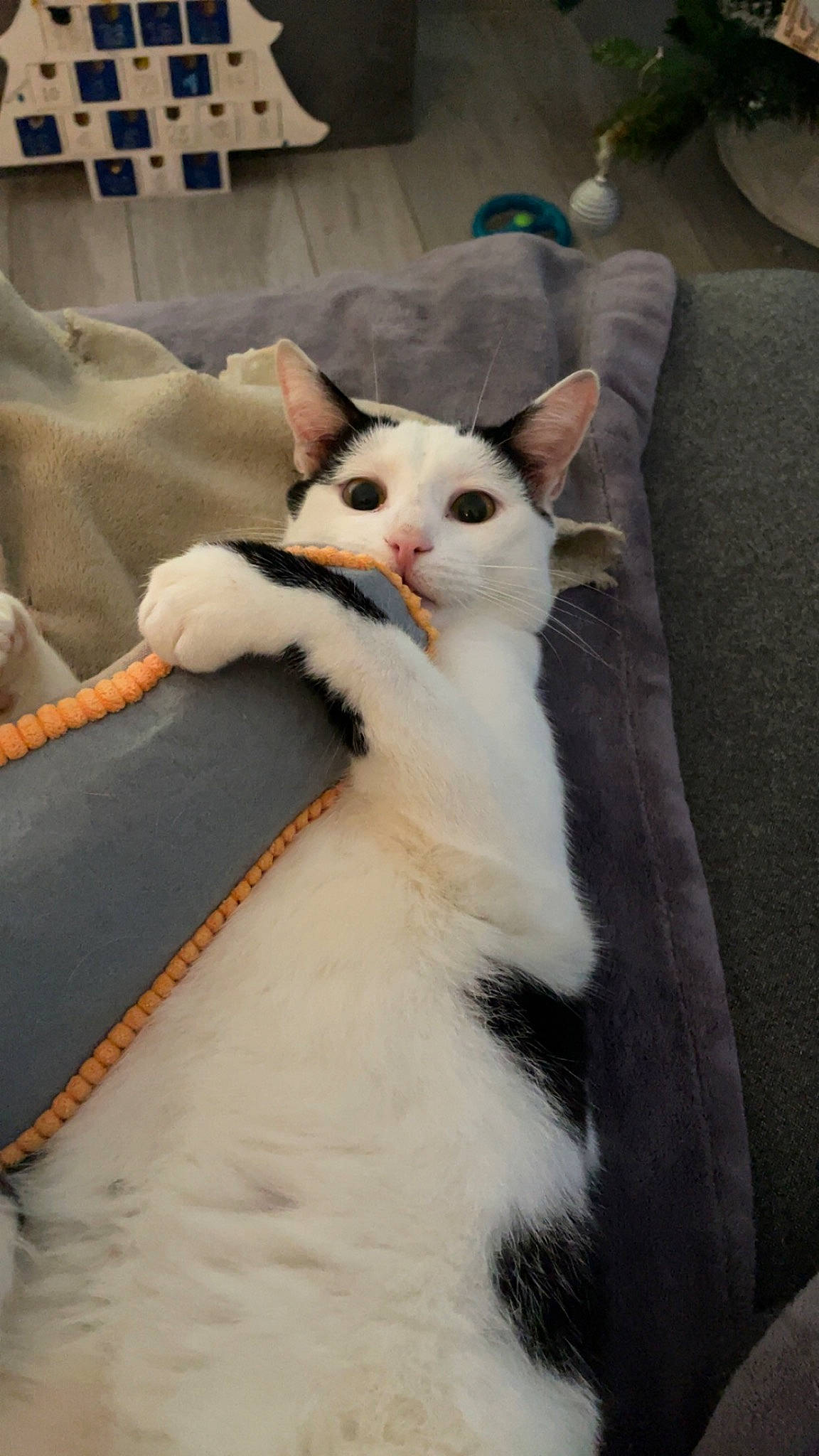 Minou