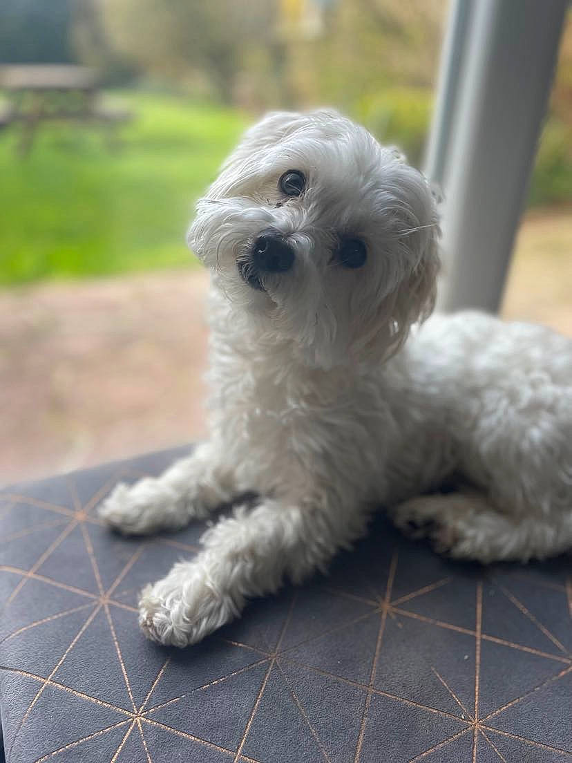 Saiko a rejoint le concours — aidez-le/la à gagner de superbes lots ! bichon, canidae, carnivore, companion_dog, dog, dog_breed, grass, maltepoo, pattern, plaid, plant, poodle_crossbreed, shih_poo, small_terrier, snout, sporting_group, tartan, terrier, toy_dog, working_animal