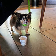 Luna Ramos is registered to the contest to win money with this photo: dog, small_dog, fluffy, indoor, floor, tile_floor, cup, paper_cup, collar, green_collar, licking_lips, pet, animal, wooden_chair, chair_leg, shadow, light, cute, waiting, leash