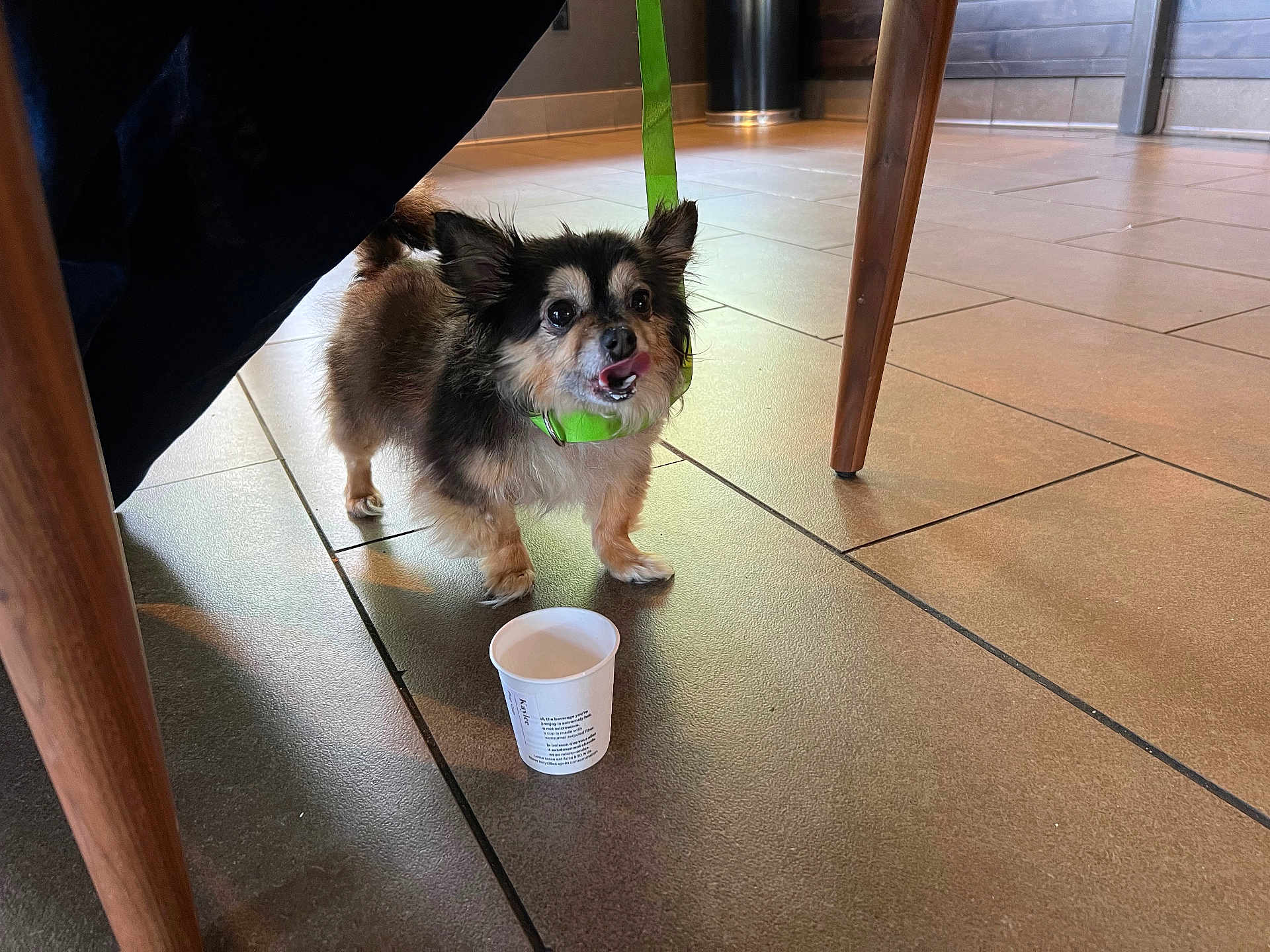 Luna Ramos is registered to the contest to win money with this photo: dog, small_dog, fluffy, indoor, floor, tile_floor, cup, paper_cup, collar, green_collar, licking_lips, pet, animal, wooden_chair, chair_leg, shadow, light, cute, waiting, leash