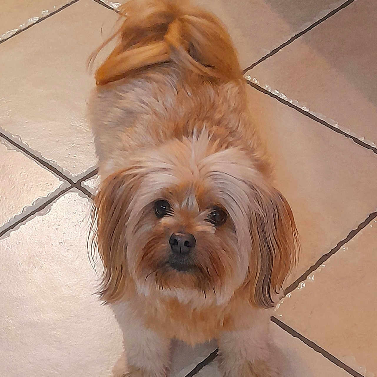 Maya a rejoint le concours — aidez-le/la à gagner de superbes lots ! adorable, alert, animal, brown_fur, companion, cream_fur, cute, dog, domestic, ears_down, fluffy, friendly, fur, indoor, looking_up, mammal, pet, small_dog, tail_curled, tile_floor