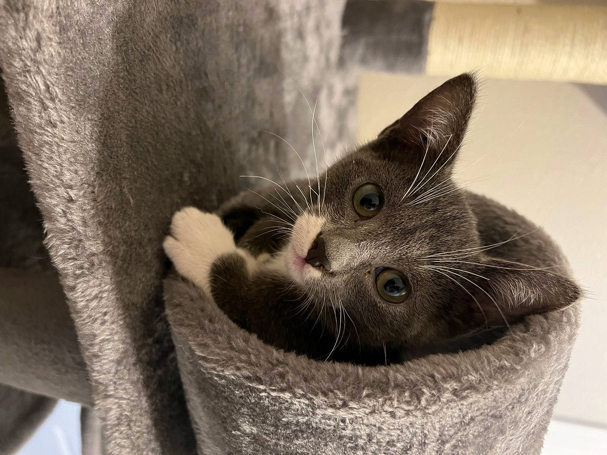 Blacky is registered to the contest to win money with this photo: basket, carnivore, cat, cat_bed, cat_supply, comfort, domestic_short_haired_cat, felidae, fur, grey, monochrome, monochrome_photography, paw, small_to_medium_sized_cats, snout, tail, whiskers, wicker, window, wood