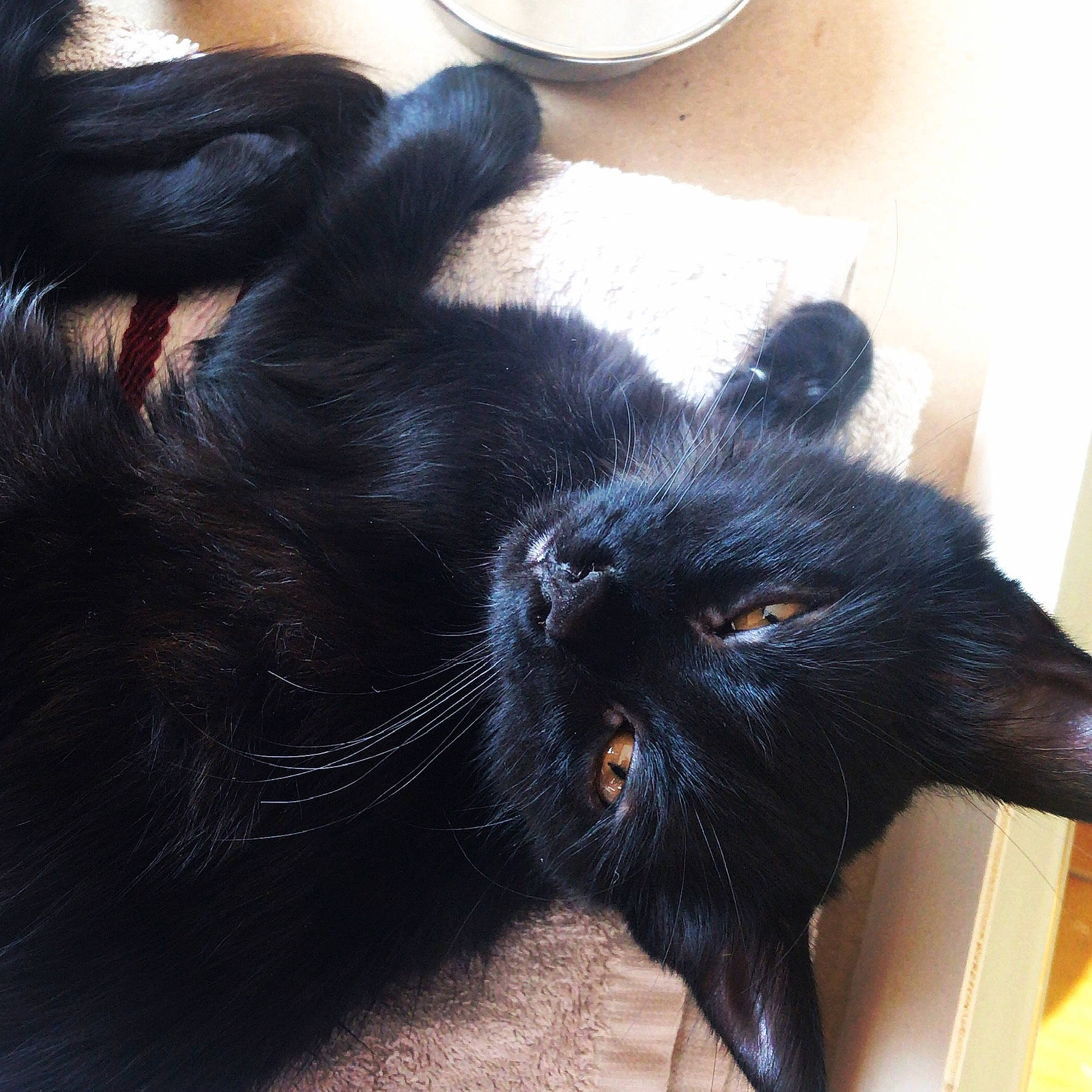 Lucy participe au concours pour gagner de l'argent avec cette photo : black, black_cat, black_hair, bombay, carnivore, cat, claw, ear, eye, felidae, fur, sky, small_to_medium_sized_cats, snout, tail, whiskers