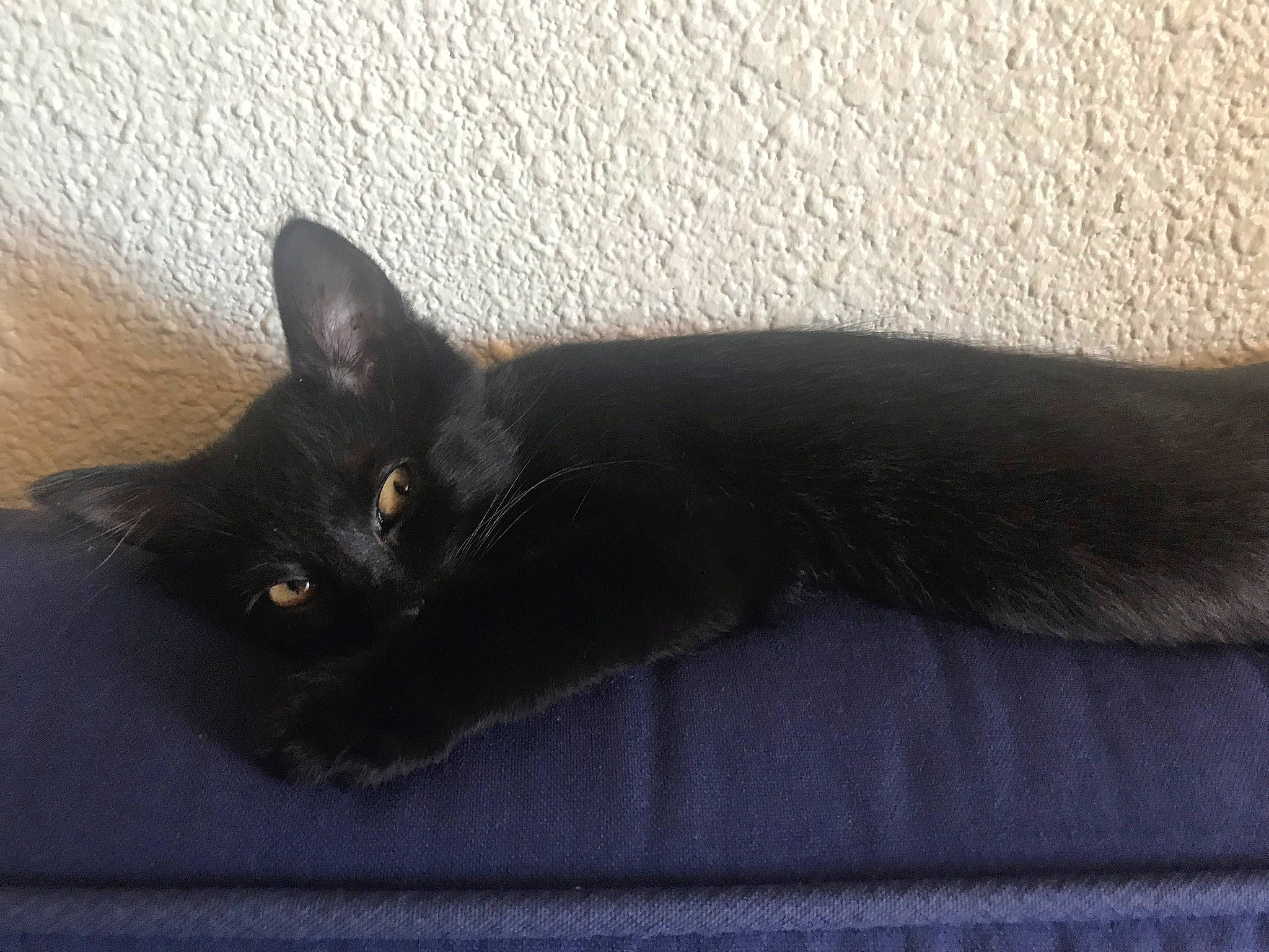 Lucy a rejoint le concours — aidez-le/la à gagner de superbes lots ! asian, black_cat, bombay, burmese, carnivore, cat, domestic_short_haired_cat, felidae, havana_brown, korat, mammal, small_to_medium_sized_cats, tail, whiskers