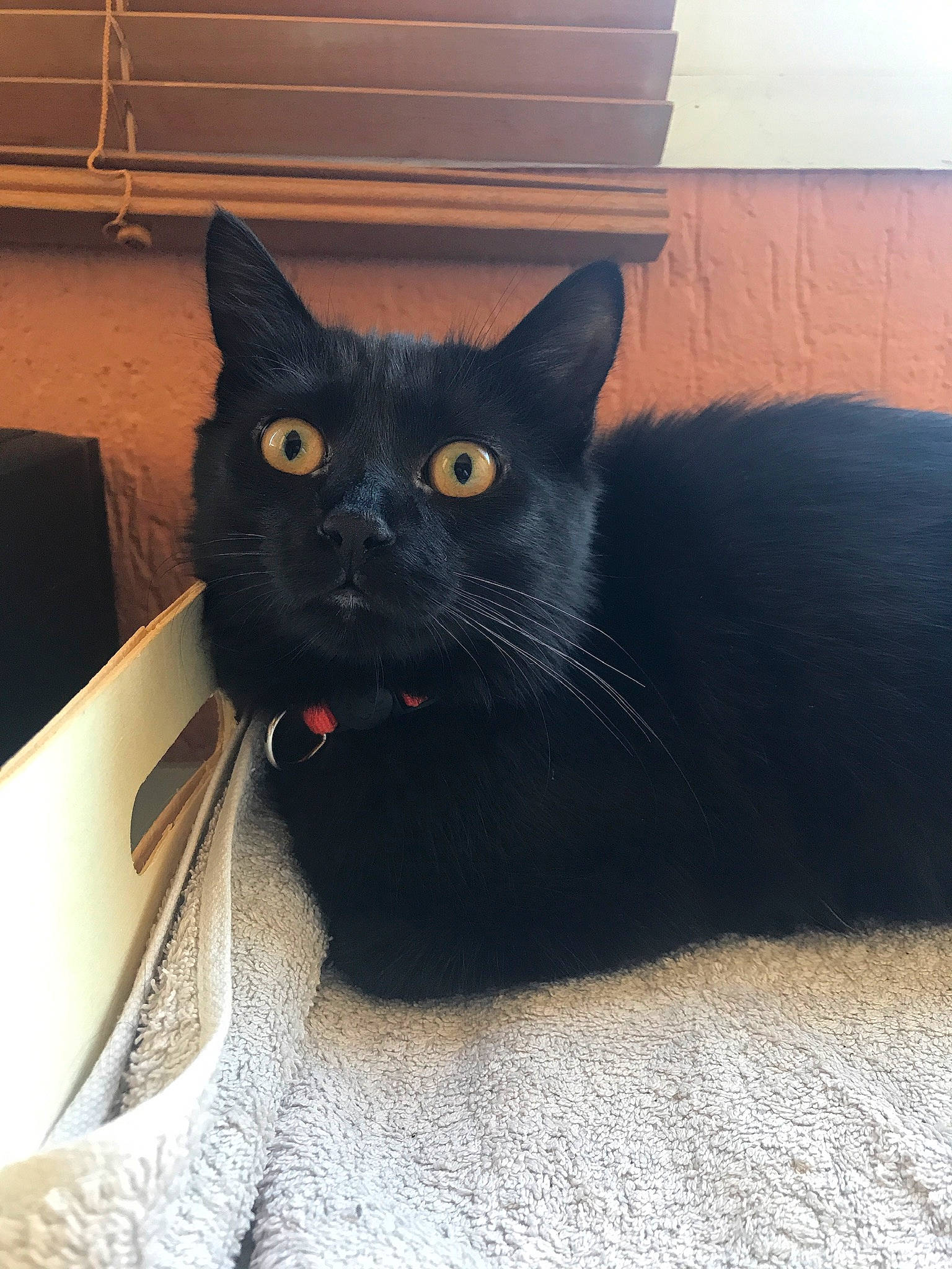 Lucy participe au concours pour gagner de l'argent avec cette photo : asian, black, black_cat, bombay, british_shorthair, burmese, carnivore, cat, chartreux, domestic_short_haired_cat, eye, felidae, korat, mammal, nebelung, small_to_medium_sized_cats, snout, vertebrate, whiskers