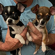 Oreo And Bear joined the competition — help win amazing prizes! animal, bostonbull, bulldog, canine, chihuahua, clothing, cockerspaniel, couch, dog, face, furniture, head, hound, papillon, person, pet, photography, portrait, puppy, t_shirt