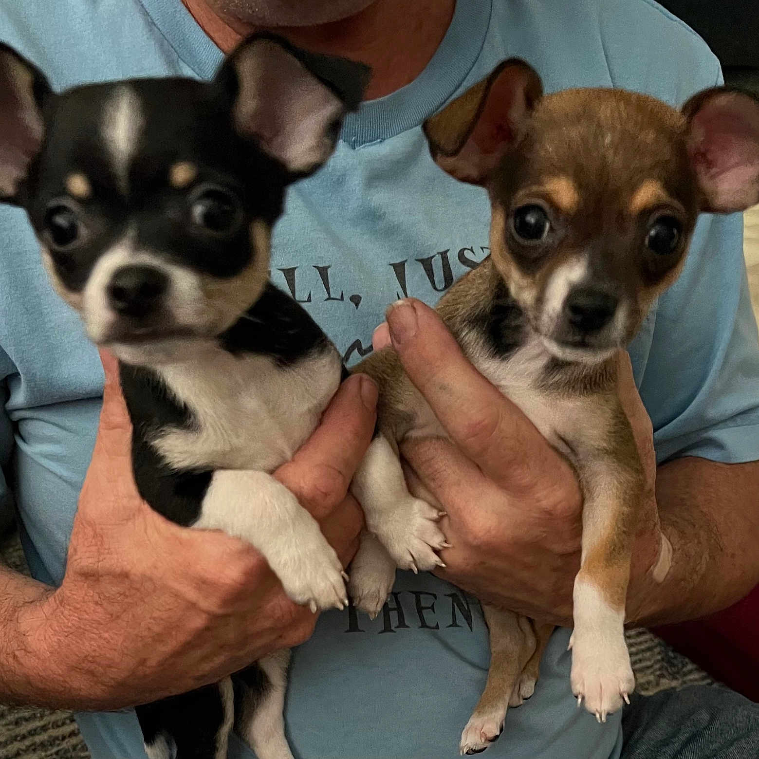 Oreo And Bear joined the competition — help win amazing prizes! animal, bostonbull, bulldog, canine, chihuahua, clothing, cockerspaniel, couch, dog, face, furniture, head, hound, papillon, person, pet, photography, portrait, puppy, t_shirt