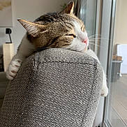 Cookie a rejoint le concours — aidez-le/la à gagner de superbes lots ! cat, tabby_cat, sleeping, paws, couch, gray_couch, indoor, window, natural_light, relaxation, furniture, pet, whiskers, texture, cozy, domestic_animal, rest, close_up, home, nap