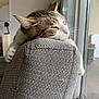 cat, tabby_cat, sleeping, paws, couch, gray_couch, indoor, window, natural_light, relaxation, furniture, pet, whiskers, texture, cozy, domestic_animal, rest, close_up, home, nap