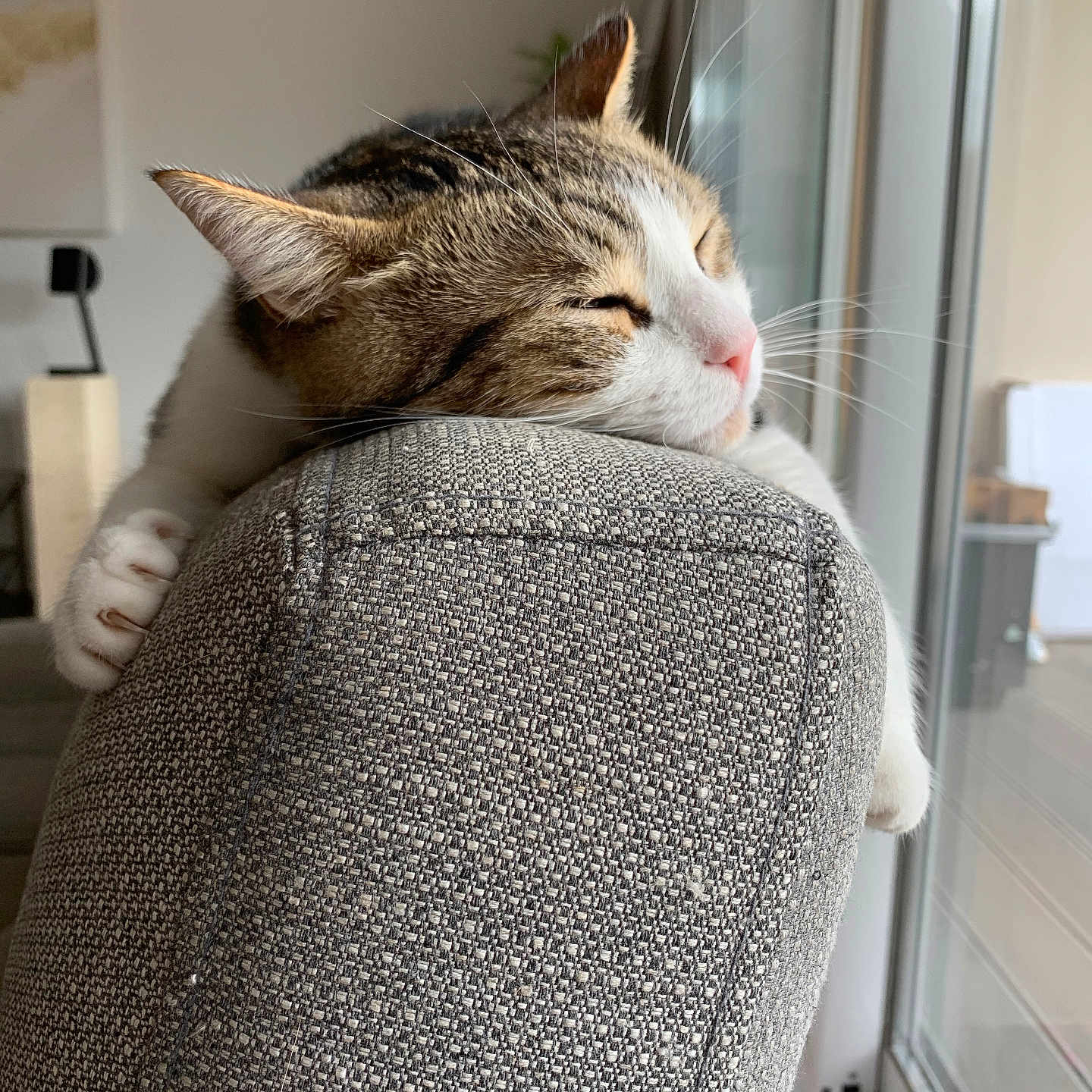 Cookie a rejoint le concours — aidez-le/la à gagner de superbes lots ! cat, close_up, couch, cozy, domestic_animal, furniture, gray_couch, home, indoor, nap, natural_light, paws, pet, relaxation, rest, sleeping, tabby_cat, texture, whiskers, window
