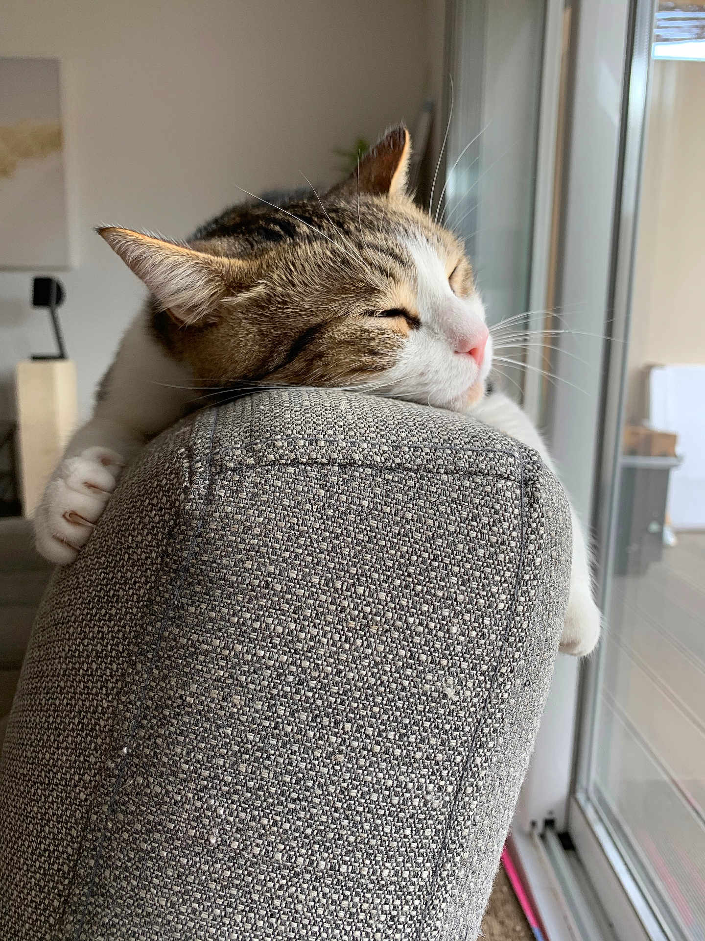 Cookie a rejoint le concours — aidez-le/la à gagner de superbes lots ! cat, tabby_cat, sleeping, paws, couch, gray_couch, indoor, window, natural_light, relaxation, furniture, pet, whiskers, texture, cozy, domestic_animal, rest, close_up, home, nap