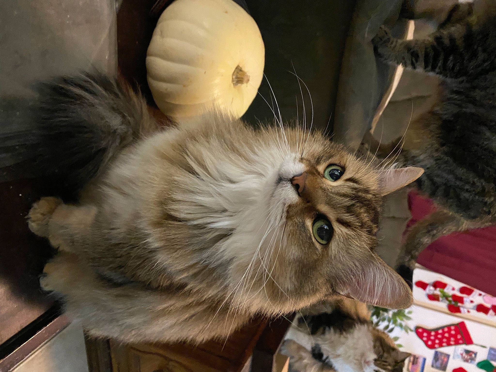Lavender is registered to the contest to win money with this photo: british_longhair, carnivore, cat, claw, domestic_short_haired_cat, ear, fawn, felidae, fruit, fur, paw, plant, ragdoll, small_to_medium_sized_cats, snout, tail, vegetable, whiskers