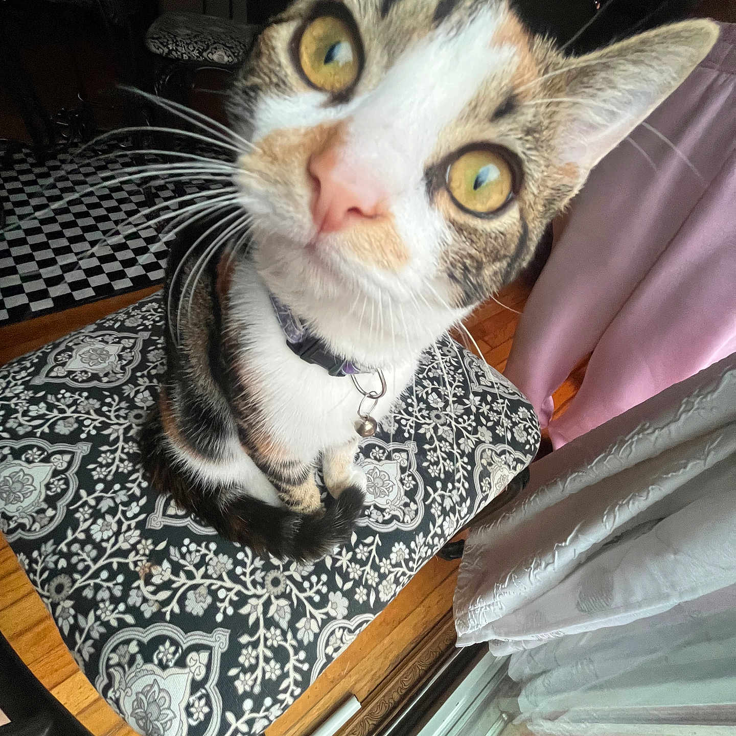 Kartel is registered to the contest to win money with this photo: cat, curious, close_up, wide_eyes, whiskers, collar, bell, cushion, patterned, indoor, wooden_floor, curtains, furniture, pet, animal, feline, close, portrait, domestic, cozy