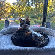 Kartel is registered to the contest to win money with this photo: cat, calico_cat, pet, animal, window, sunlight, bed, plush_bed, indoor, outdoor_view, tree, greenery, street, daylight, tongue_out, fur, relaxed, cute, domestic_cat, house