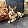 Kartel is registered to the contest to win money with this photo: cat, calico_cat, collar, bell, sofa, couch, pillow, animal_art, indoor, pet, relaxing, feline, whiskers, fur, domestic_animal, home, cozy, seated, living_room, closeup