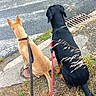 dog, leash, sidewalk, road, crosswalk, black_dog, brown_dog, grass, weeds, pavement, outdoor, pet, animal, sitting, waiting, street, nature, daylight, collar, two_dogs