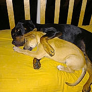 Oslo a rejoint le concours — aidez-le/la à gagner de superbes lots ! dog, dogs, cuddling, sleeping, bed, yellow_bedspread, wooden_bed_frame, black_dog, tan_dog, pets, animal, cozy, resting, paw, indoor, friendship, cute, adorable, companion, canine